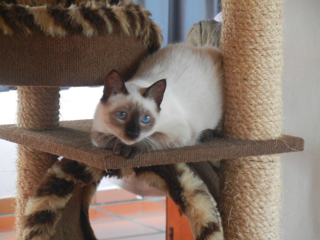 The Cats' House Hotel ฟลอเรียนอโปลิส ภายนอก รูปภาพ